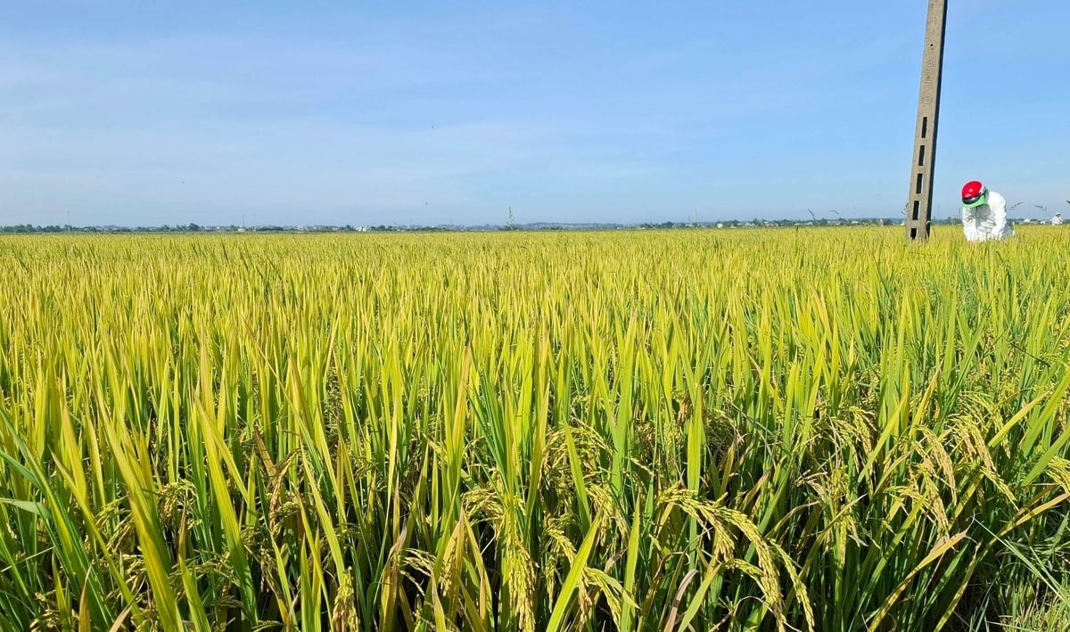 Lúa hè thu ở Huế đang bước vào giai đoạn chín, chuẩn bị thu hoạch. Ngành nông nghiệp khuyến cáo người dân khẩn trương thu hoạch lúa để tránh thiệt hại do bão số 5. Ảnh: Văn Dinh. Lúa hè thu ở Huế đang bước vào giai đoạn chín, chuẩn bị thu hoạch. Ngành nông nghiệp khuyến cáo người dân khẩn trương thu hoạch lúa để tránh thiệt hại do bão số 5. Ảnh: Văn Dinh.