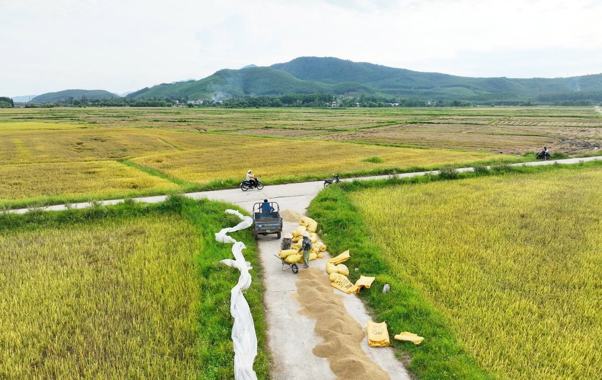 Nông dân ở TP Huế gặt lúa trong ngày 23/8 trước khi bão số 5 đổ bộ và mưa lớn xuất hiện. Ảnh: Văn Dinh. Nông dân ở TP Huế gặt lúa trong ngày 23/8 trước khi bão số 5 đổ bộ và mưa lớn xuất hiện. Ảnh: Văn Dinh.