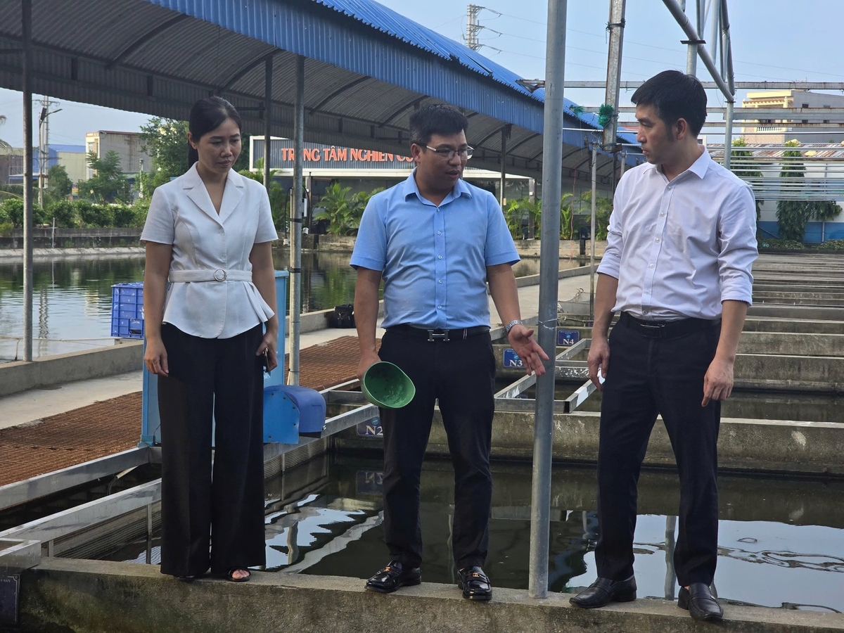 Mr. Le Van Viet, Director of Xuyen Viet Cooperative, introduces the unit's special tilapia farming model to officials from the Hai Phong Department of Agriculture and Environment. Photo: Dinh Muoi.