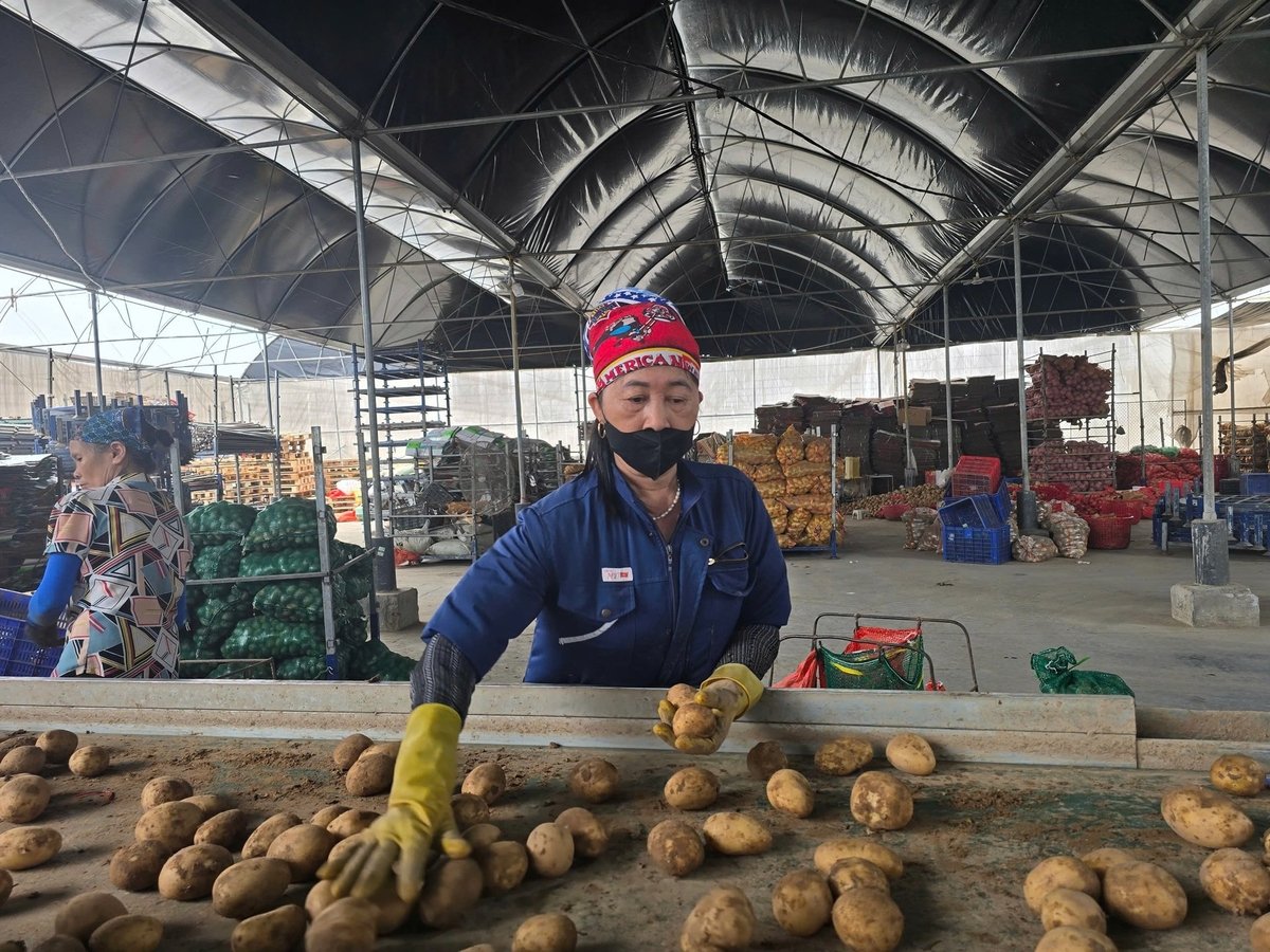 Agricultural products being sorted at Hoang Nam Phat Cooperative. Photo: Dinh Muoi.