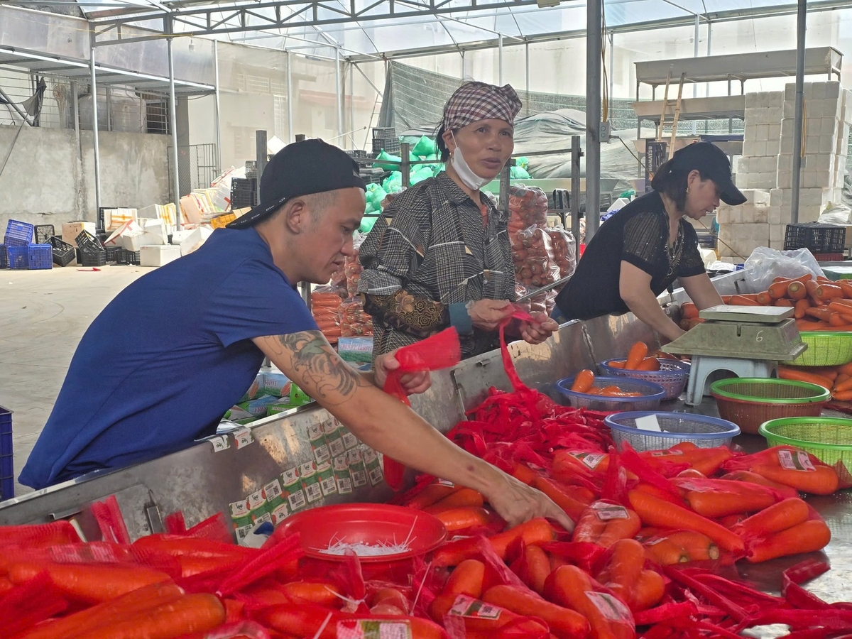 International markets require a chain of rigorous standards on food safety, traceability, and packaging specifications. Photo: Dinh Muoi.