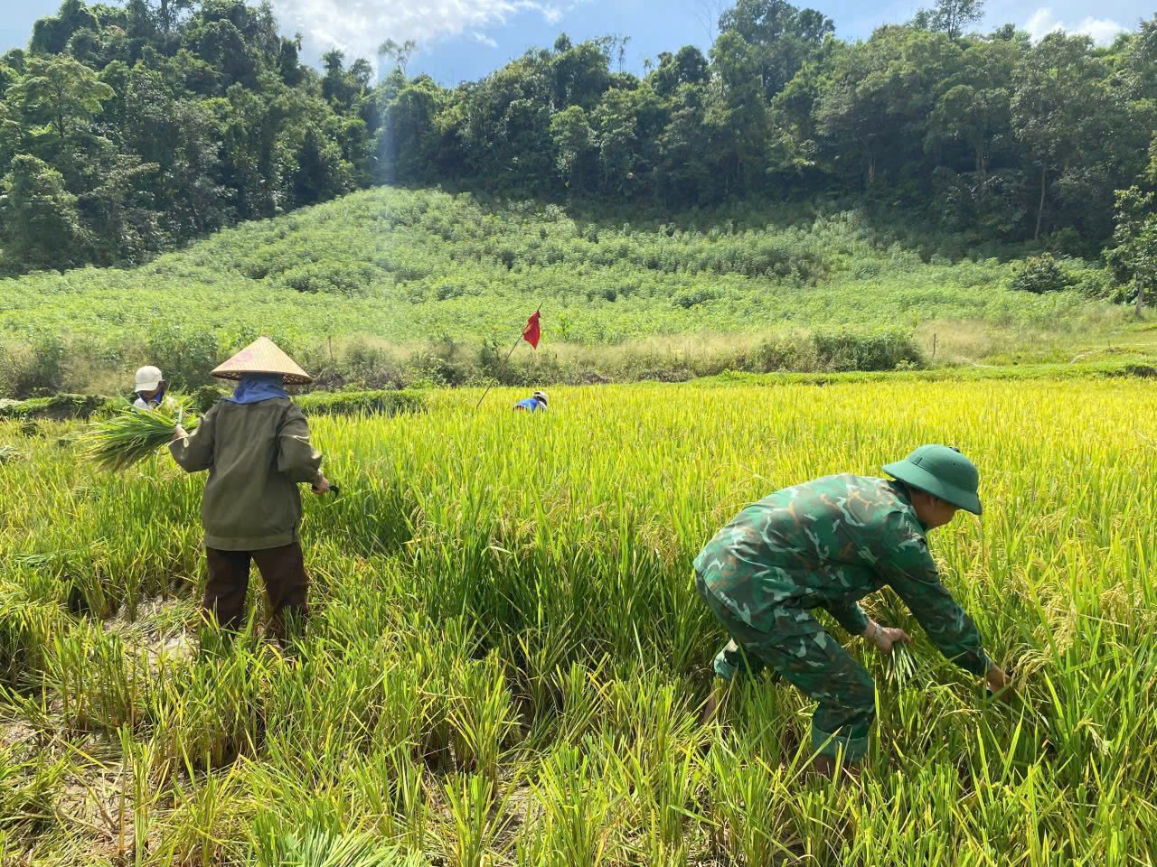 Lực lượng Đồn Biên phòng Làng Ho gặt lúa cho dân bản Eo Bù Chút Mút. Ảnh: H. Nam. Lực lượng Đồn Biên phòng Làng Ho gặt lúa cho dân bản Eo Bù Chút Mút. Ảnh: H. Nam.