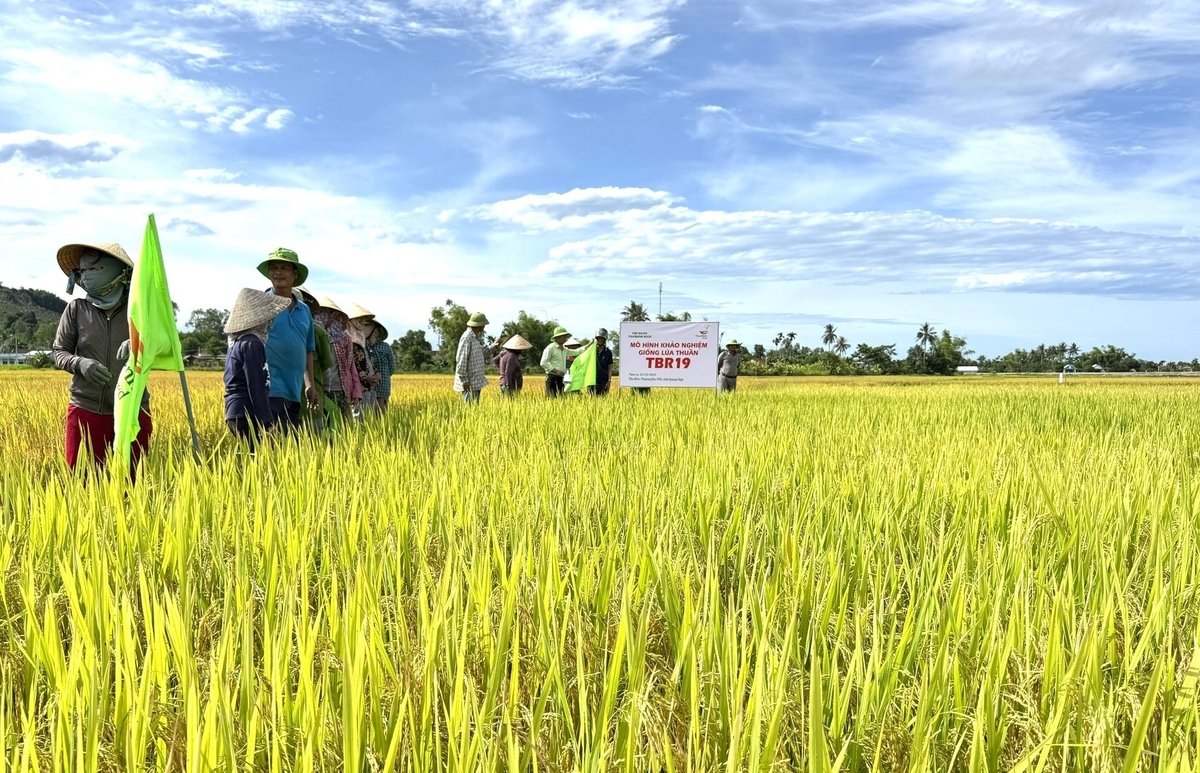 Mô hình khảo nghiệm giống lúa TBR19 lần đầu được Công ty TNHH ThaiBinh Seed - Miền Trung - Tây Nguyên triển khai tại tỉnh Quảng Ngãi. Ảnh: L.K. Mô hình khảo nghiệm giống lúa TBR19 lần đầu được Công ty TNHH ThaiBinh Seed - Miền Trung - Tây Nguyên triển khai tại tỉnh Quảng Ngãi. Ảnh: L.K.