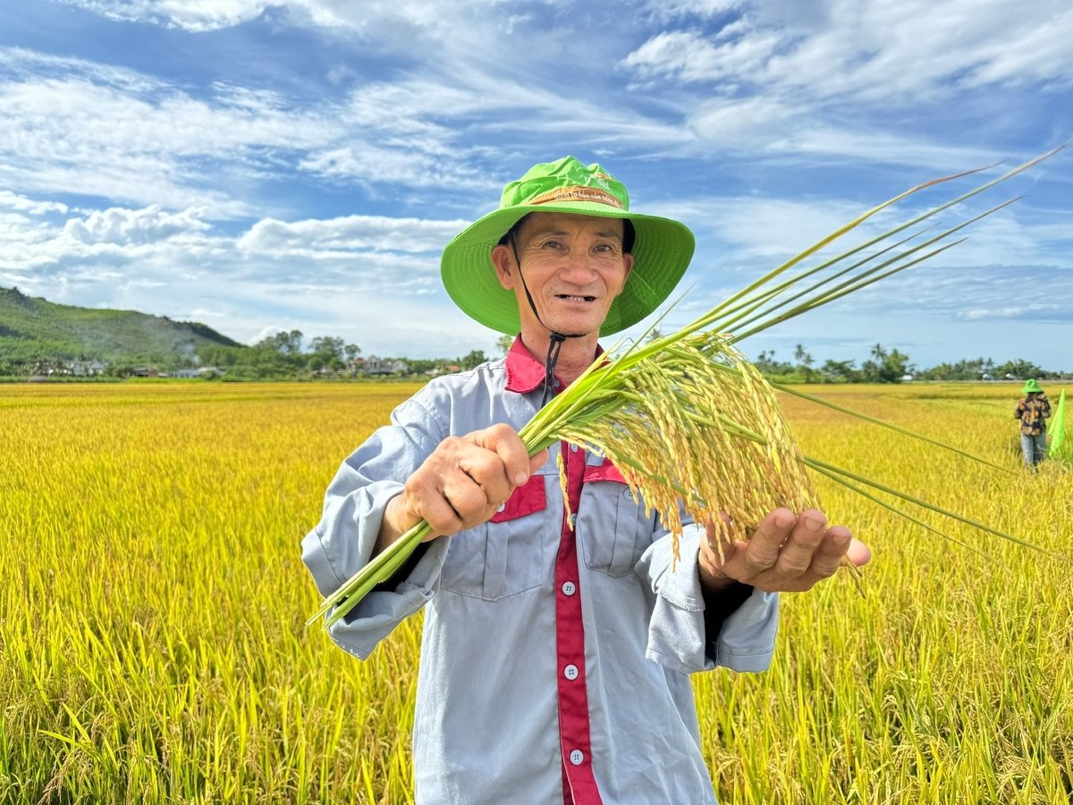 Nông dân Quảng Ngãi hào hứng trước những đặc tính nổi trội mà giống lúa TBR19 thể hiện trong vụ khảo nghiệm đầu tiên. Ảnh: L.K. Nông dân Quảng Ngãi hào hứng trước những đặc tính nổi trội mà giống lúa TBR19 thể hiện trong vụ khảo nghiệm đầu tiên. Ảnh: L.K.