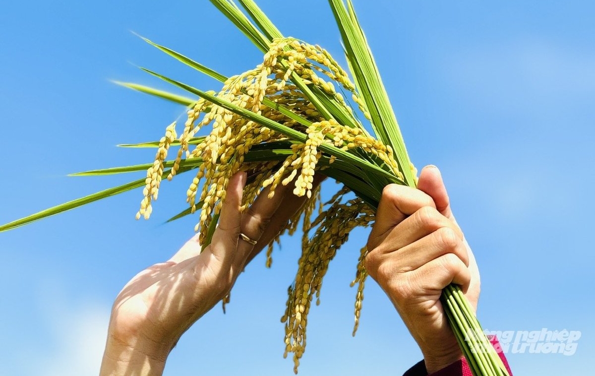 The low-emission rice cultivation model at Vinacam Hon Dat Agricultural Cooperative has been implemented with a comprehensive application of advanced farming techniques. Photo: Le Hoang Vu.
