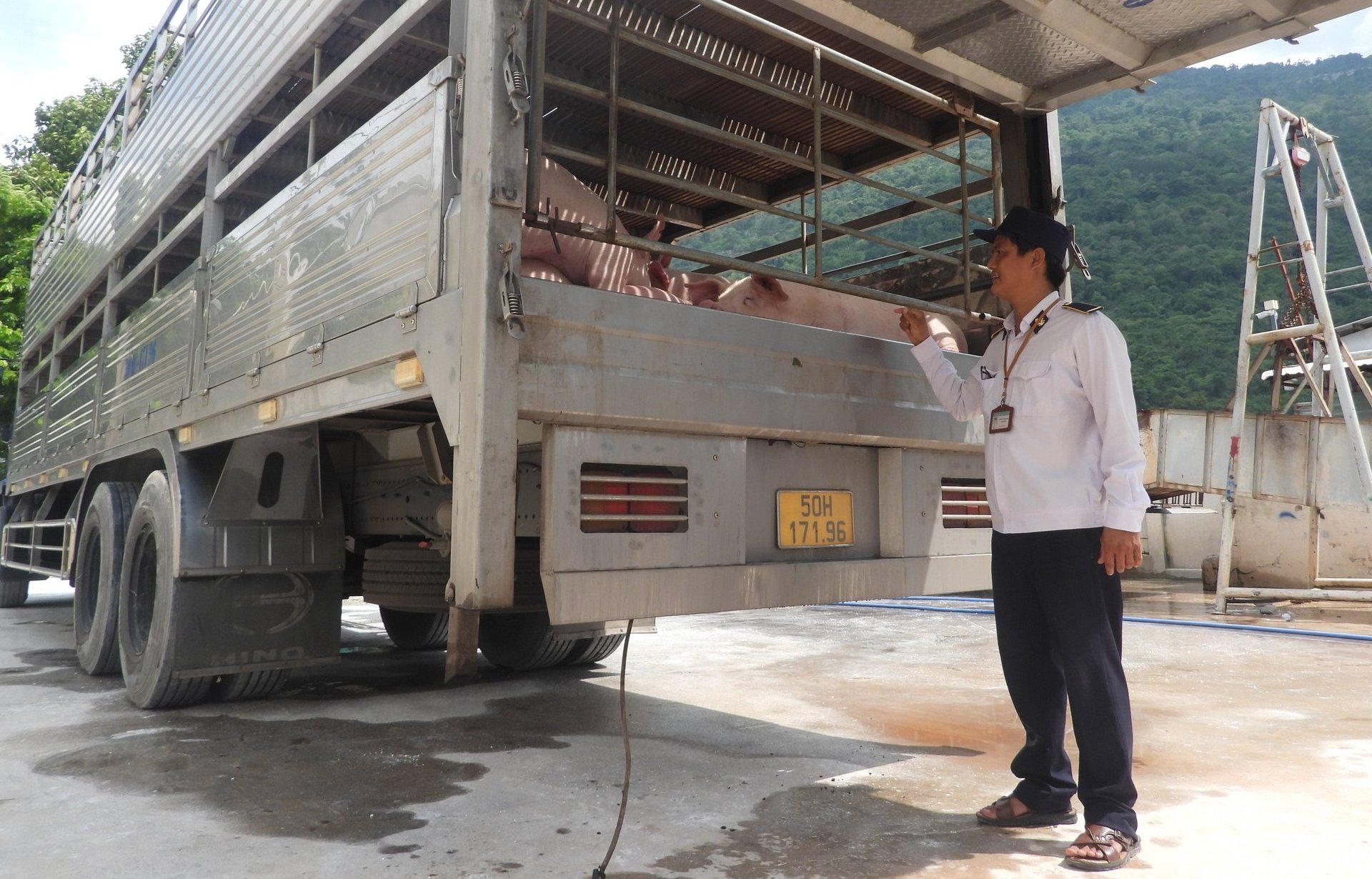 Ngành chăn nuôi - thú y tỉnh Tây Ninh chủ động các giải pháp phòng chống dịch tả heo châu Phi. Ảnh: Trần Trung. Ngành chăn nuôi - thú y tỉnh Tây Ninh chủ động các giải pháp phòng chống dịch tả heo châu Phi. Ảnh: Trần Trung.