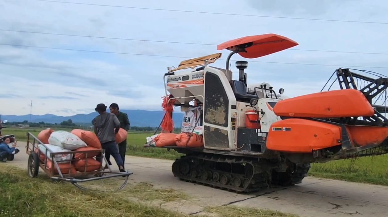 Lúa gặt đến đâu vận chuyển nhanh gọn đến đó. Ảnh: T. Đức. Lúa gặt đến đâu vận chuyển nhanh gọn đến đó. Ảnh: T. Đức.