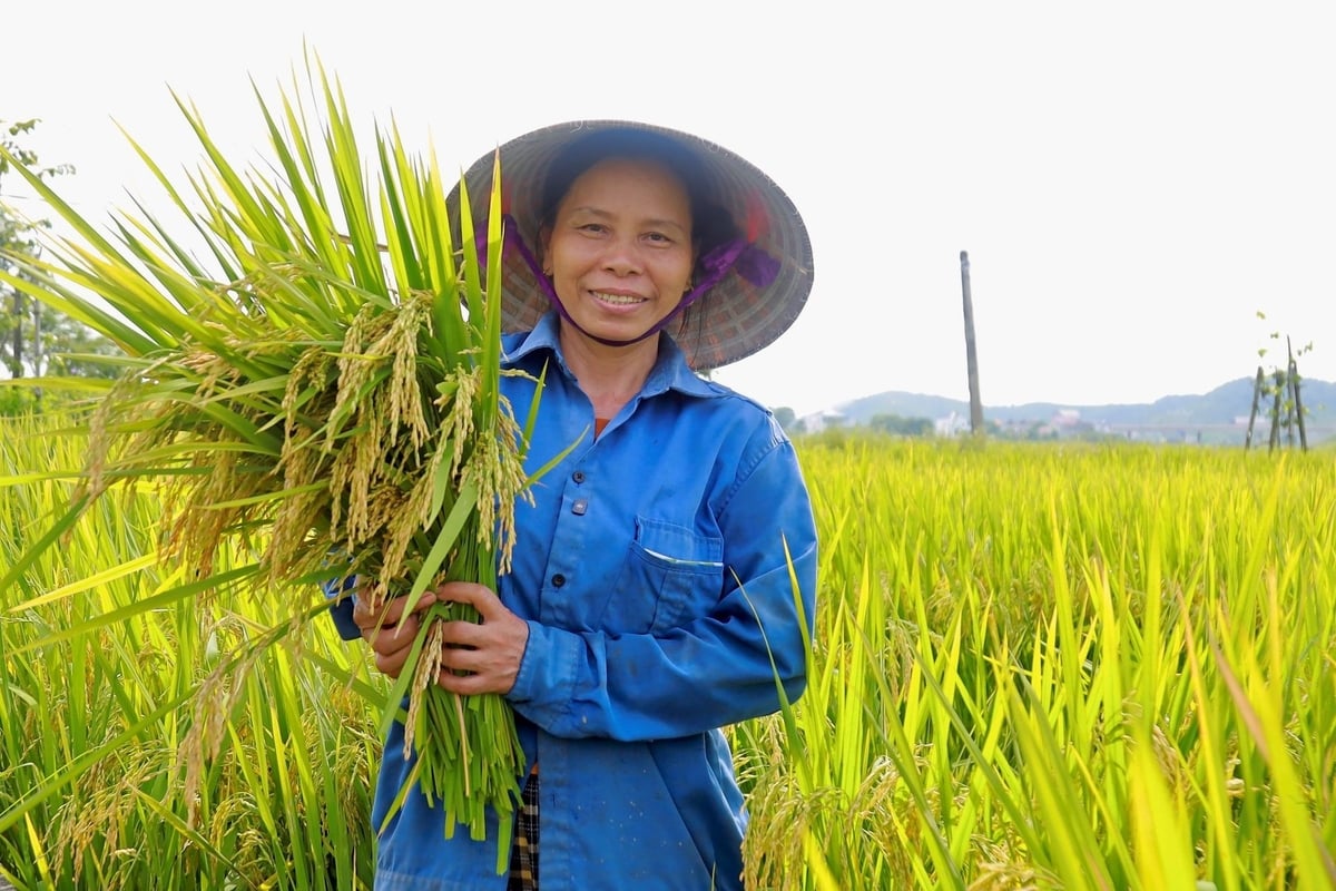 Bà Nguyễn Thị Thái ở xóm 10 Quỳnh Lâm, Quỳnh Sơn phấn khởi vì vụ mùa bội thu với giống lúa TBR97. Ảnh: Ngọc Linh. Bà Nguyễn Thị Thái ở xóm 10 Quỳnh Lâm, Quỳnh Sơn phấn khởi vì vụ mùa bội thu với giống lúa TBR97. Ảnh: Ngọc Linh.