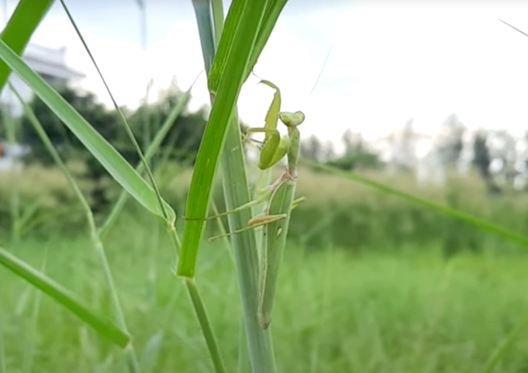 Bọ ngựa - một loài thiên địch ăn thịt. Ảnh: Trần Phi.