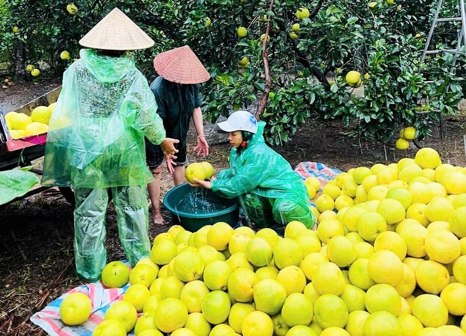 Nhiều hộ dân xã Phúc Trạch tranh thủ bán sớm sản lượng bưởi đủ độ chín nhằm hạn chế thiệt hại khi bão số 5 đổ bộ. Ảnh: Thanh Nga. Nhiều hộ dân xã Phúc Trạch tranh thủ bán sớm sản lượng bưởi đủ độ chín nhằm hạn chế thiệt hại khi bão số 5 đổ bộ. Ảnh: Thanh Nga.