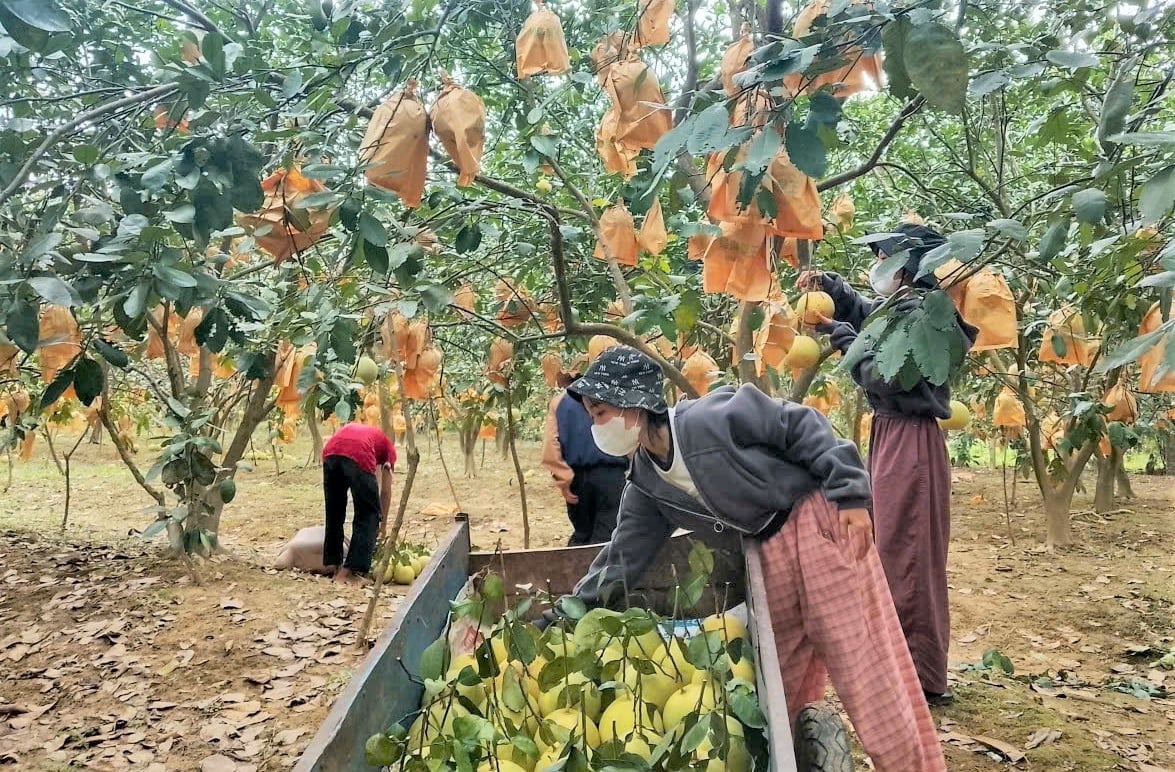Năm nay mùa mưa bão đến sớm đe dọa nhiều diện tích bưởi đang bước vào giao đoạn thu hoạch. Ảnh: Thanh Nga. Năm nay mùa mưa bão đến sớm đe dọa nhiều diện tích bưởi đang bước vào giao đoạn thu hoạch. Ảnh: Thanh Nga.