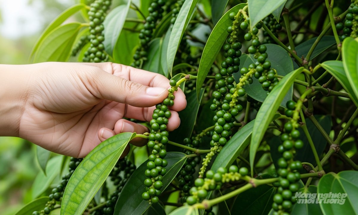 Giá tiêu hôm nay 24/8/2025 ở trong nước và thế giới mới nhất Giá tiêu hôm nay 24/8/2025 ở trong nước và thế giới mới nhất