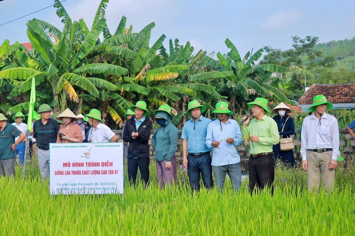 Nông dân tham quan mô hình lúa TBR97 tại xã Quỳnh Sơn. Ảnh: Ngọc Linh. Nông dân tham quan mô hình lúa TBR97 tại xã Quỳnh Sơn. Ảnh: Ngọc Linh.