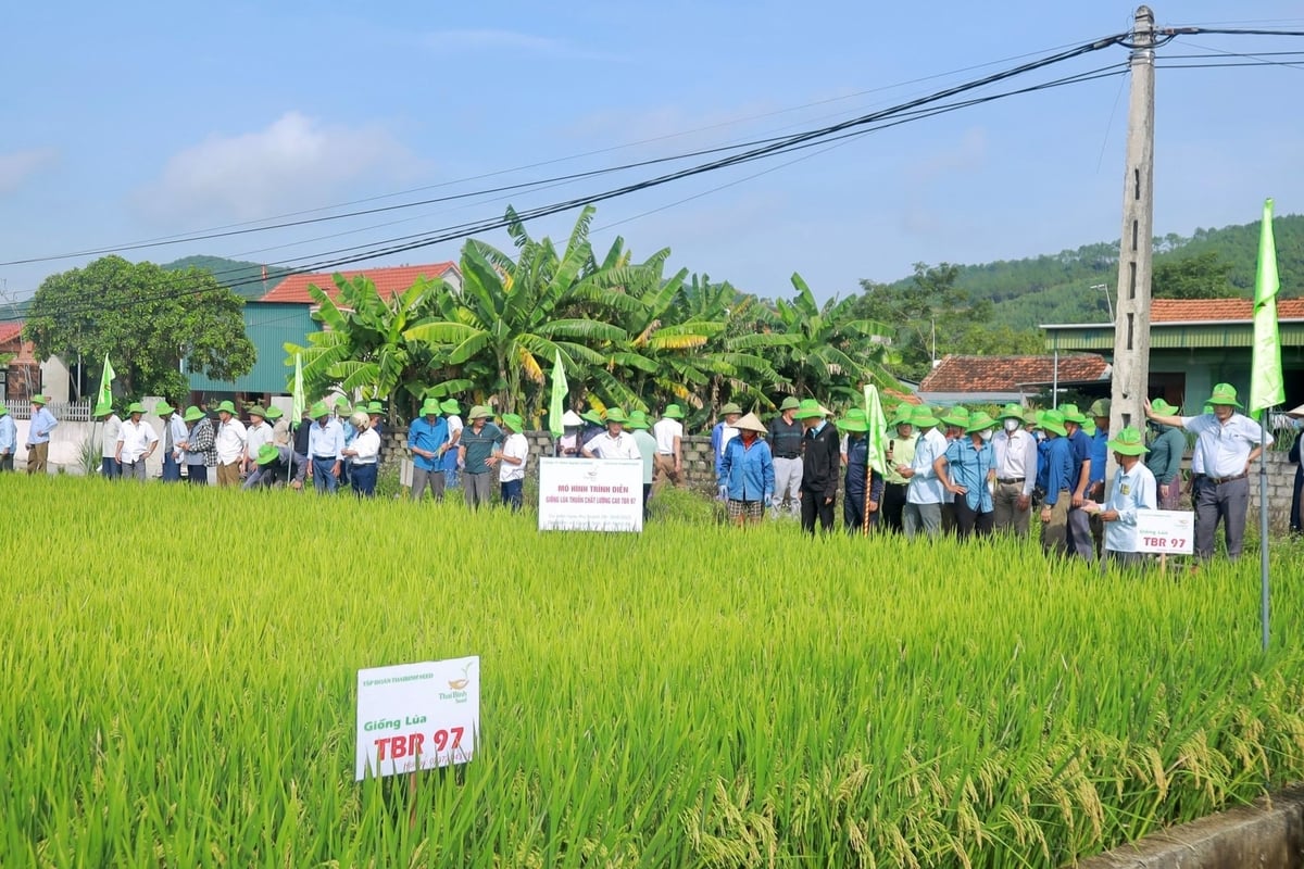 Các đại biểu tham quan, đánh giá giống lúa TBR97 theo mô hình liên kết sản xuất và tiêu thụ lúa hè thu 2025 tại xã Quỳnh Sơn, tỉnh Nghệ An. Ảnh: Ngọc Linh. Các đại biểu tham quan, đánh giá giống lúa TBR97 theo mô hình liên kết sản xuất và tiêu thụ lúa hè thu 2025 tại xã Quỳnh Sơn, tỉnh Nghệ An. Ảnh: Ngọc Linh.