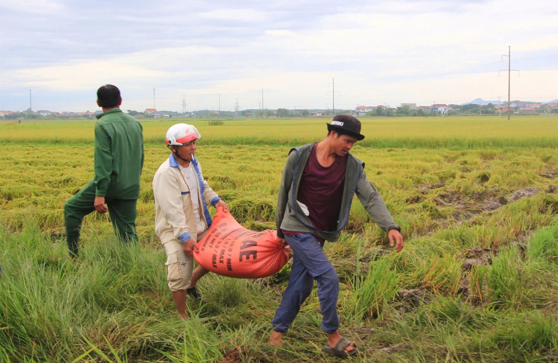 Khẩn trương vận chuyển lúa lên bờ để đưa về nhà. Ảnh: T. Đức. Khẩn trương vận chuyển lúa lên bờ để đưa về nhà. Ảnh: T. Đức.