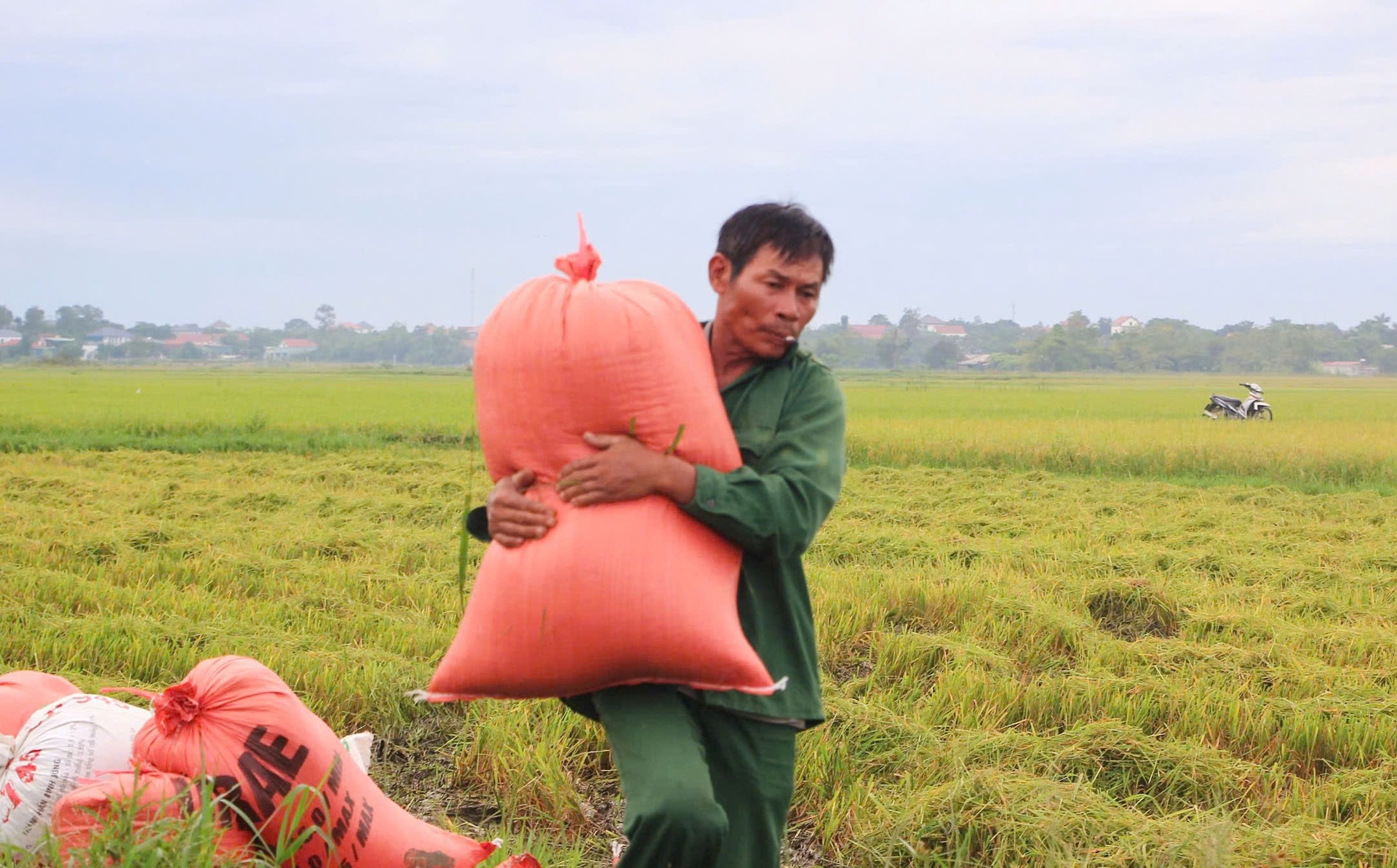 Người nông dân tính chắc cho hạt lúa về nhà để tránh thiệt hại do bão lũ. Ảnh: T. Đức. Người nông dân tính chắc cho hạt lúa về nhà để tránh thiệt hại do bão lũ. Ảnh: T. Đức.