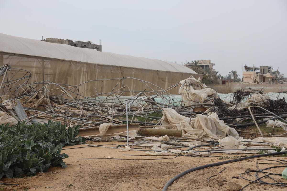 Damaged greenhouses near Khan Younis in Gaza.