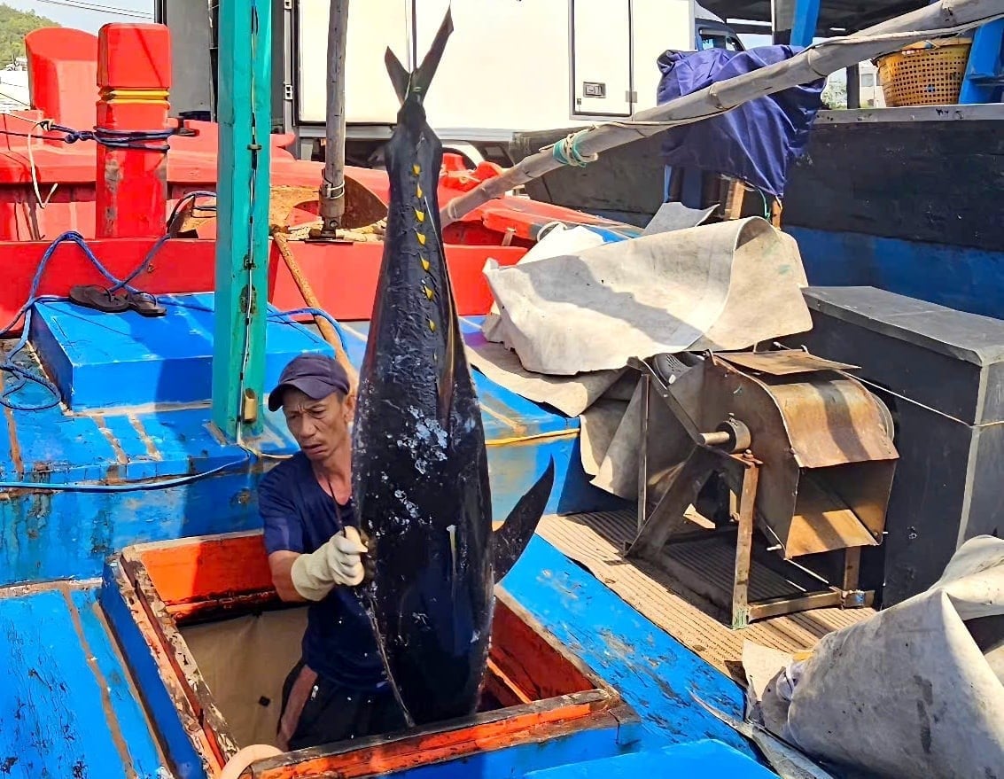 Khanh Hoa is one of the provinces specializing in ocean tuna fishing. Photo: Kim So.