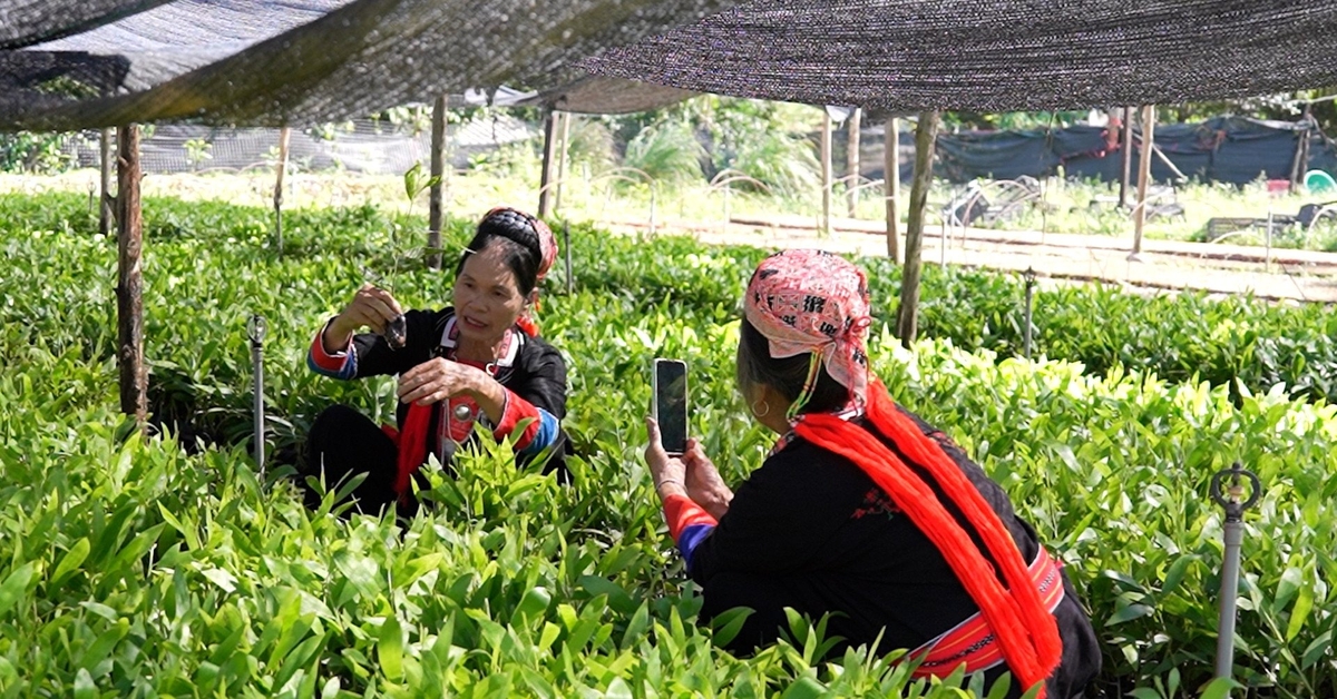 Người dân bán nông sản trực tuyến trên mạng xã hội. Ảnh: Hoàng Lan. Người dân bán nông sản trực tuyến trên mạng xã hội. Ảnh: Hoàng Lan.