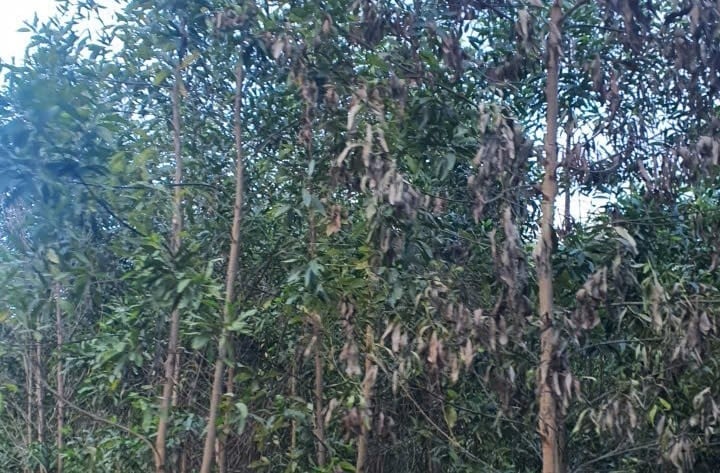 Rừng trồng tại tiểu khu 102 (xã Ân Tường) của Công ty TNHH Lâm nghiệp Sông Kôn bị chết héo. Ảnh: Đ.T.