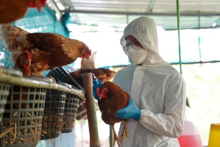 Laboratory tests have confirmed the infection of avian influenza at a layer fam in Los Toldos, Buenos Aires province. Photo: Secretaría de Agricultura, Ganadería y Pesca de Argentina.