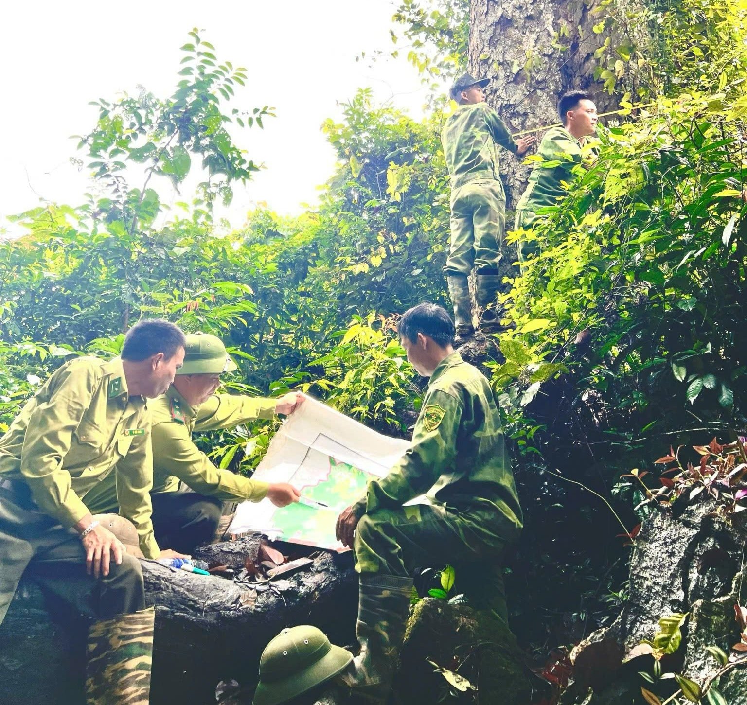 Kiểm lâm Khu vực V cùng lực lượng bảo vệ rừng đối chiếu bản đồ, khảo sát thực địa dưới tán rừng già, để từng gốc cây, mảnh rừng được gìn giữ bền vững. Ảnh: Trung Kiên. Kiểm lâm Khu vực V cùng lực lượng bảo vệ rừng đối chiếu bản đồ, khảo sát thực địa dưới tán rừng già, để từng gốc cây, mảnh rừng được gìn giữ bền vững. Ảnh: Trung Kiên.