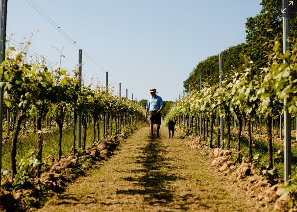 The climate crisis is expected to increase the price of wine, olives, citrus fruits and vegetables as costs rise. Photograph: Charlie Clift/Charlie Clift/Gusbourne Vineyards.