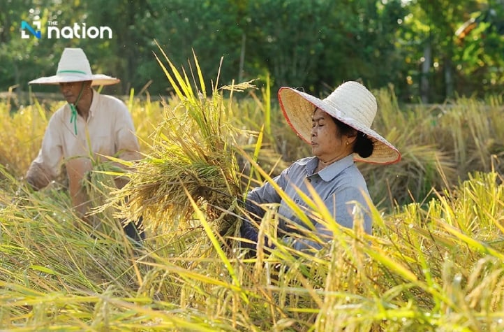 At present, about 80% of Thailand’s off-season rice has already been harvested, while some areas are beginning to plant again. Photo: The Nation.