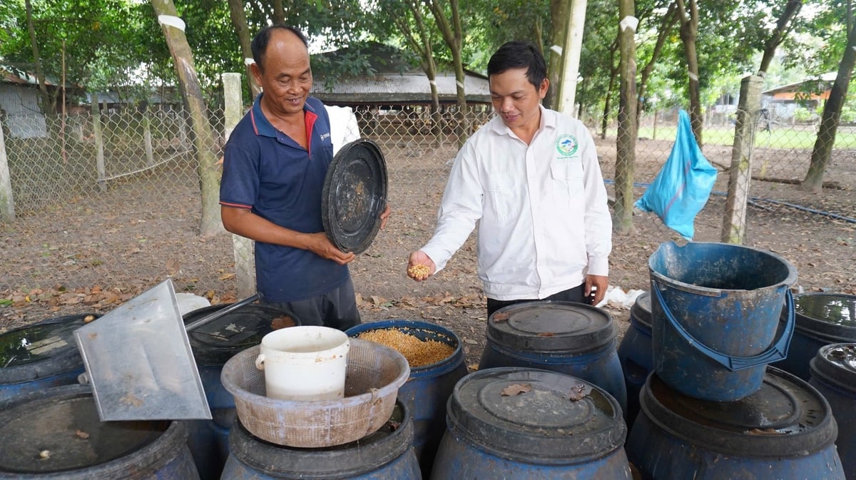 Ông Duy tận dụng phế phụ phẩm sẵn có tại địa phương kết hợp men vi sinh tạo nguồn thức ăn giàu dinh dưỡng, giảm giá thành sản phẩm. Ảnh: Trần Trung. Ông Duy tận dụng phế phụ phẩm sẵn có tại địa phương kết hợp men vi sinh tạo nguồn thức ăn giàu dinh dưỡng, giảm giá thành sản phẩm. Ảnh: Trần Trung.