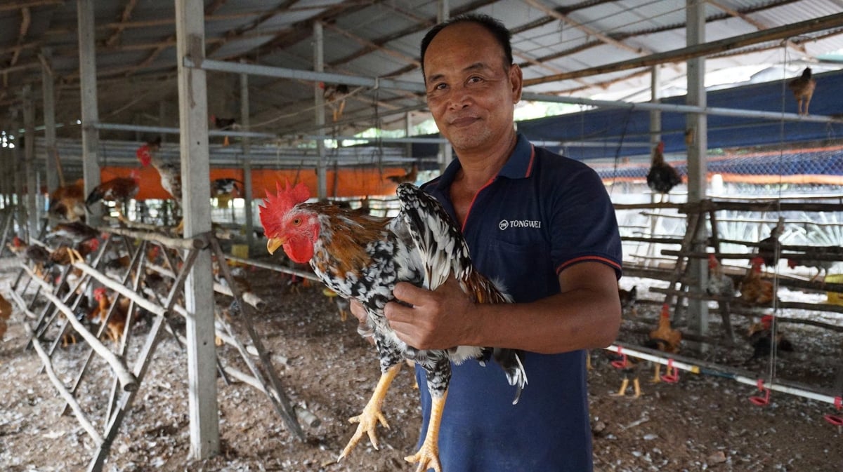 Nhờ chăn nuôi hướng an toàn sinh học, thương hiệu 'gà ta Tây Ninh' của ông Duy luôn đắt hàng. Ảnh: Trần Trung. Nhờ chăn nuôi hướng an toàn sinh học, thương hiệu 'gà ta Tây Ninh' của ông Duy luôn đắt hàng. Ảnh: Trần Trung.