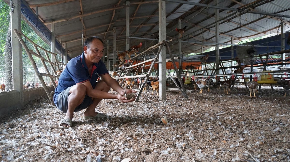 Một góc trang trại gà an toàn sinh học của ông Nguyễn Văn Duy. Ảnh: Trần Trung. Một góc trang trại gà an toàn sinh học của ông Nguyễn Văn Duy. Ảnh: Trần Trung.