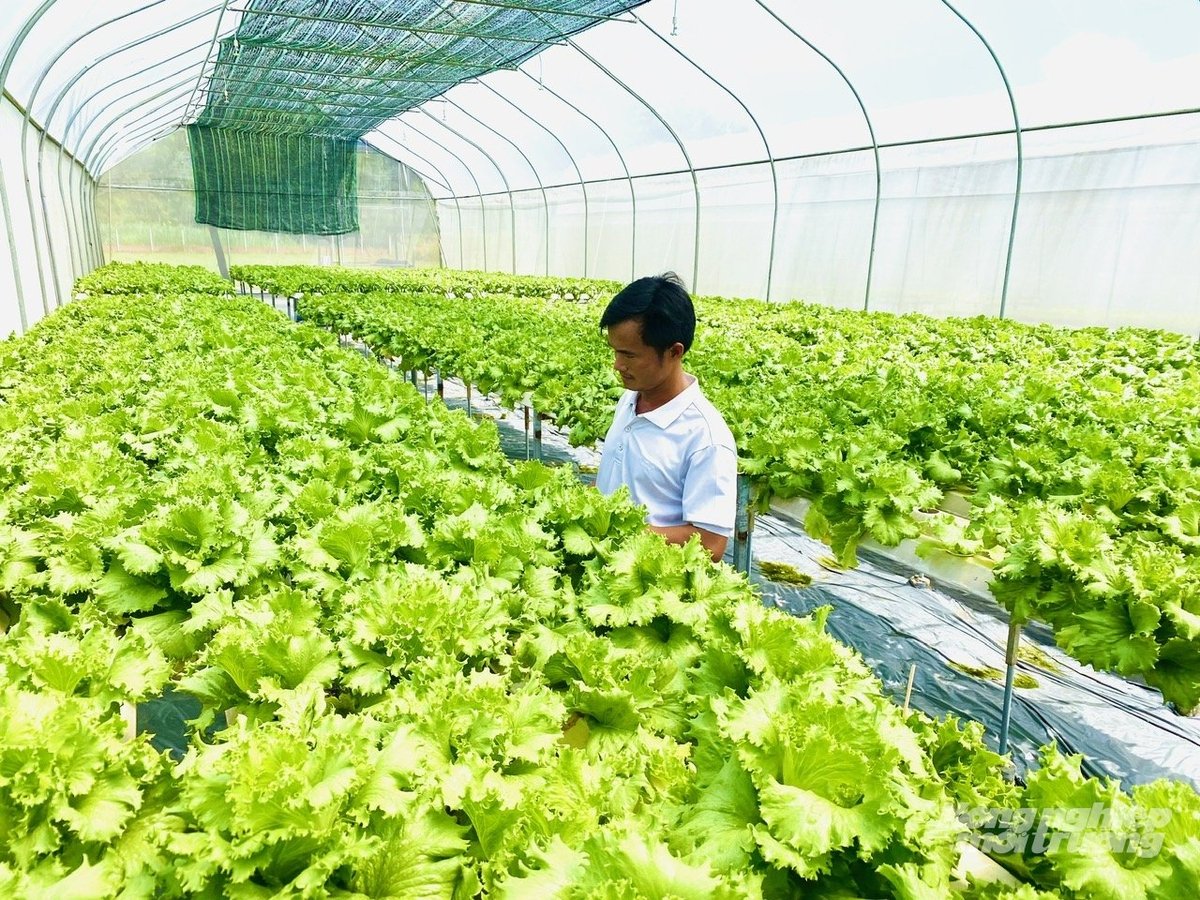 HTX rau an toàn xã Long Thuận đổi mới công nghệ, mở rộng sản xuất giai đoạn 2021-2025. Ảnh: Lê Hoàng Vũ. HTX rau an toàn xã Long Thuận đổi mới công nghệ, mở rộng sản xuất giai đoạn 2021-2025. Ảnh: Lê Hoàng Vũ.