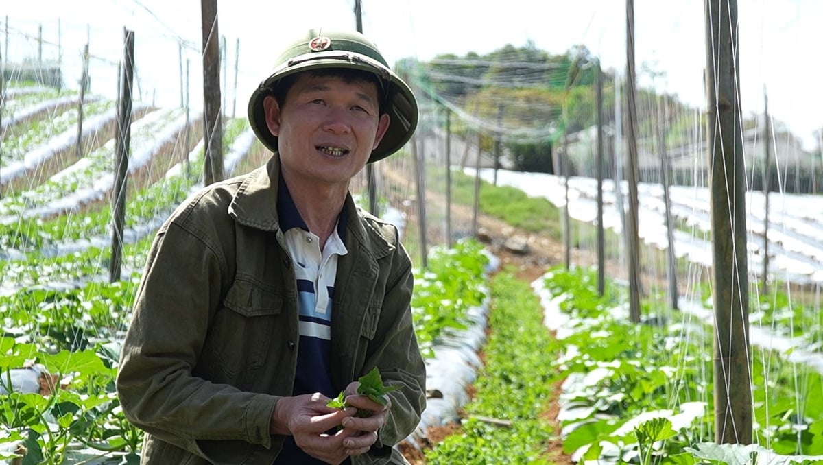 Anh Lưu Tùng Định hiện vừa sản xuất, vừa làm khâu trung gian tiêu thụ rau cho bà con. Ảnh: Đức Bình. Anh Lưu Tùng Định hiện vừa sản xuất, vừa làm khâu trung gian tiêu thụ rau cho bà con. Ảnh: Đức Bình.