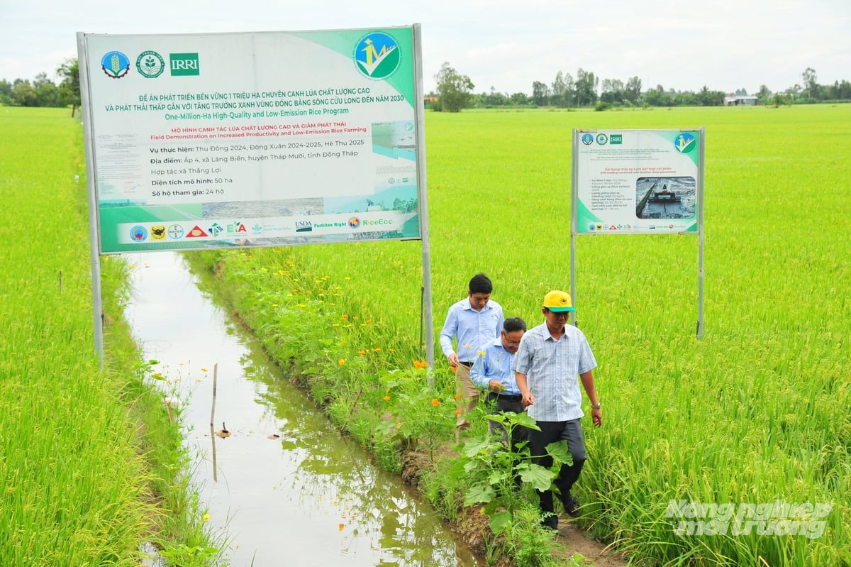 HTX Thắng Lợi ứng dụng mô hình lúa chất lượng cao giảm phát thải giúp tiết kiệm nước, giám sát sâu rầy và gia tăng lợi nhuận. Ảnh: Lê Hoàng Vũ. HTX Thắng Lợi ứng dụng mô hình lúa chất lượng cao giảm phát thải giúp tiết kiệm nước, giám sát sâu rầy và gia tăng lợi nhuận. Ảnh: Lê Hoàng Vũ.