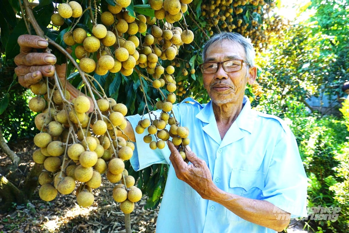 Nông dân xã Châu Thành chăm sóc vườn nhãn trĩu quả theo mô hình canh tác bền vững, góp phần nâng cao giá trị kinh tế và phát triển vùng cây ăn trái Đồng Tháp. Ảnh: Lê Hoàng Vũ. Nông dân xã Châu Thành chăm sóc vườn nhãn trĩu quả theo mô hình canh tác bền vững, góp phần nâng cao giá trị kinh tế và phát triển vùng cây ăn trái Đồng Tháp. Ảnh: Lê Hoàng Vũ.