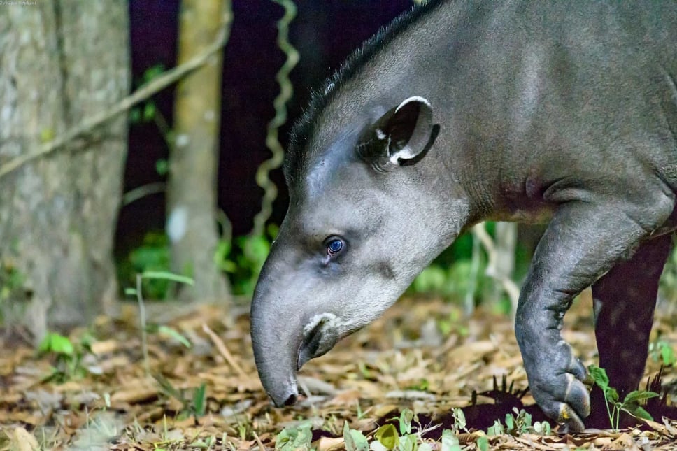 Lợn vòi Nam Mỹ hay lợn vòi đồng bằng (Tapirus terrestris) là loài phát tán hạt quan trọng và có sự tiến hóa riêng biệt. Ảnh: Allan Hopkins Lợn vòi Nam Mỹ hay lợn vòi đồng bằng (Tapirus terrestris) là loài phát tán hạt quan trọng và có sự tiến hóa riêng biệt. Ảnh: Allan Hopkins