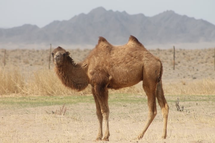 Loài lạc đà hai bướu (Camelus bactrianus) đang bị đe dọa nghiêm trọng. Ảnh: Tungaa Ulambayar Loài lạc đà hai bướu (Camelus bactrianus) đang bị đe dọa nghiêm trọng. Ảnh: Tungaa Ulambayar