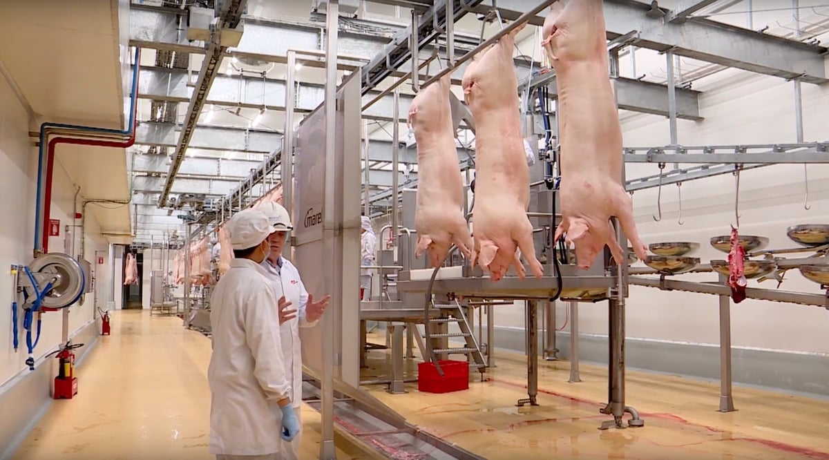 Quy trình giết mổ heo mát tại các tổ hợp chế biến thịt MEATDeli. Ảnh: MS. Quy trình giết mổ heo mát tại các tổ hợp chế biến thịt MEATDeli. Ảnh: MS.