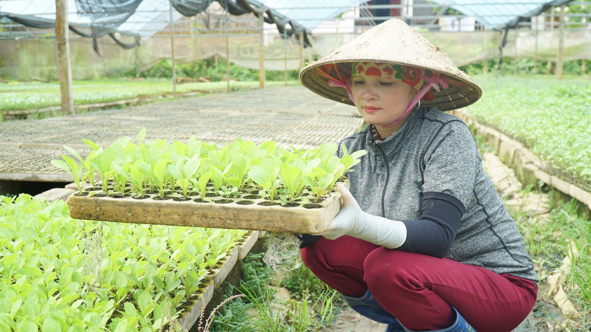 Nông nghiệp công nghệ cao đang lan tỏa mạnh mẽ tại Mộc Châu. Ảnh: Đức Bình. Nông nghiệp công nghệ cao đang lan tỏa mạnh mẽ tại Mộc Châu. Ảnh: Đức Bình.