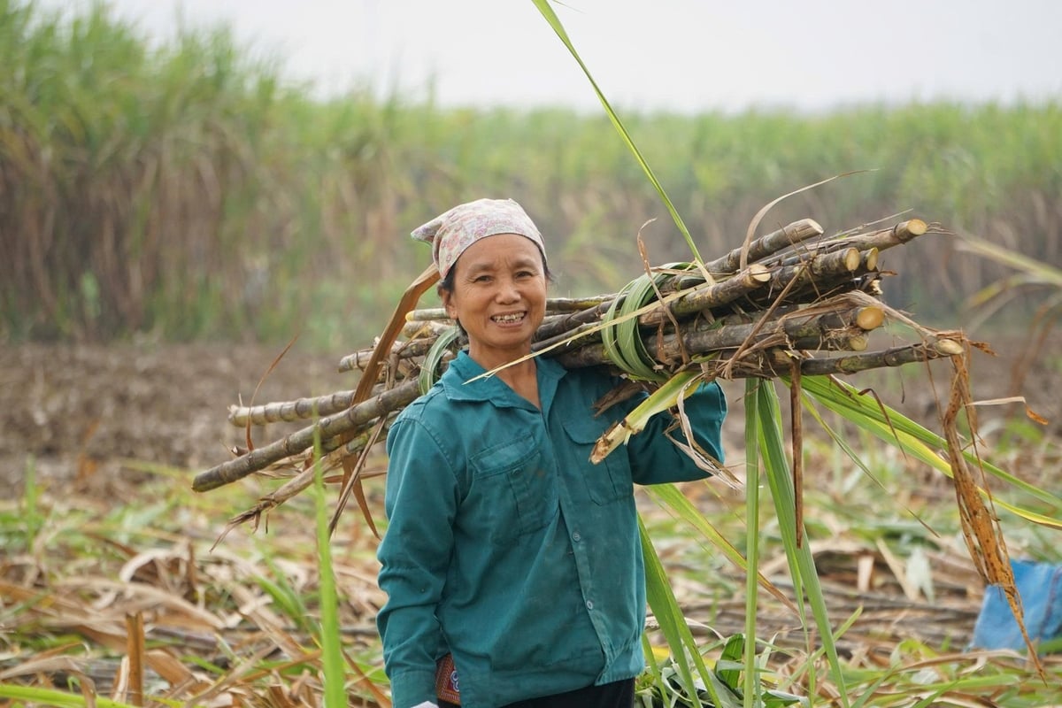 Công ty cổ phần mía đường Lam Sơn hiện có 9.000 ha mía nguyên liệu. Ảnh: Quốc Toản. Công ty cổ phần mía đường Lam Sơn hiện có 9.000 ha mía nguyên liệu. Ảnh: Quốc Toản.