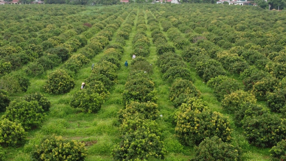Công ty Nông nghiệp công nghệ cao Hồ Gươm - Sông Âm tập trung phát triển vùng chuyên canh cây ăn quả. Ảnh: Thanh Tâm. Công ty Nông nghiệp công nghệ cao Hồ Gươm - Sông Âm tập trung phát triển vùng chuyên canh cây ăn quả. Ảnh: Thanh Tâm.