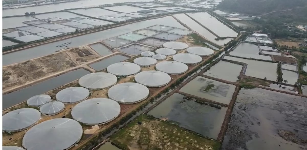 Anh Nguyễn Duy Linh (xã Hoằng Yến) tích tụ được 13 ha nuôi tôm trong nhà màng. Ảnh: Thanh Tâm. Anh Nguyễn Duy Linh (xã Hoằng Yến) tích tụ được 13 ha nuôi tôm trong nhà màng. Ảnh: Thanh Tâm.