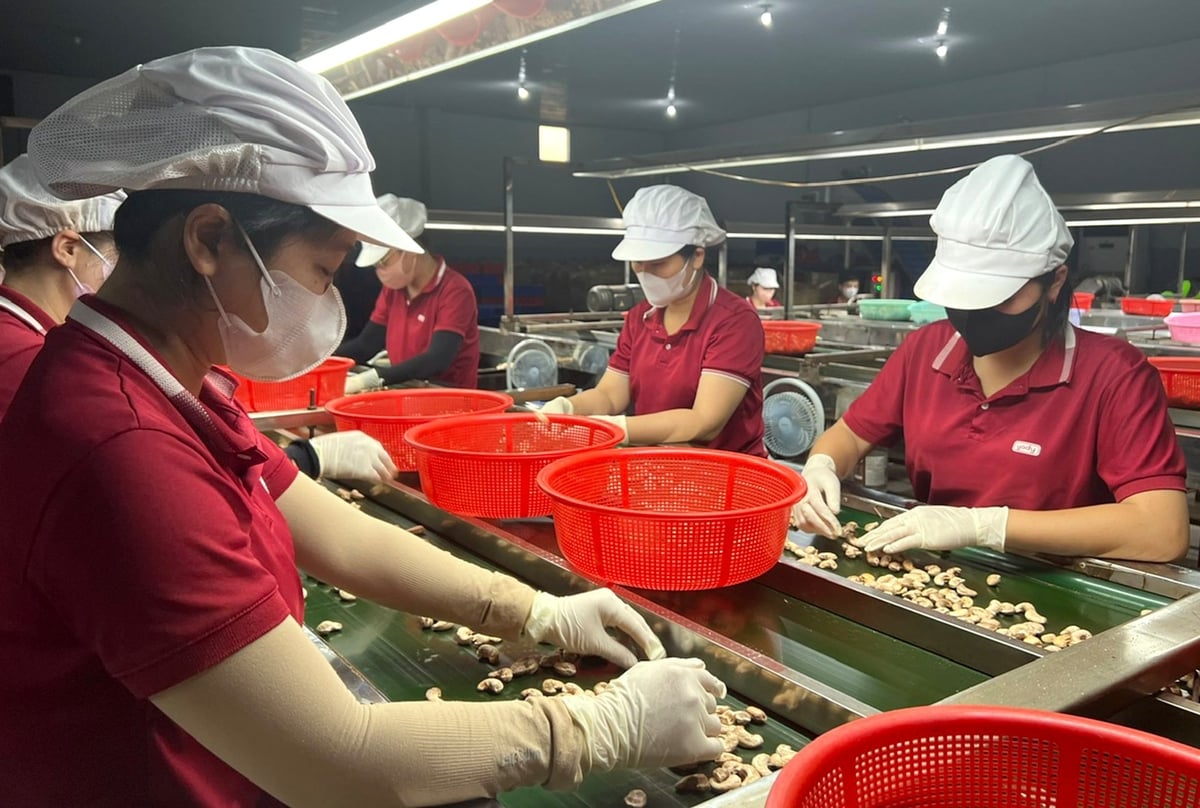 Chế biến hạt điều xuất khẩu tại Công ty Cổ phần Hoàng Sơn 1. Ảnh: Thanh Sơn. Chế biến hạt điều xuất khẩu tại Công ty Cổ phần Hoàng Sơn 1. Ảnh: Thanh Sơn.