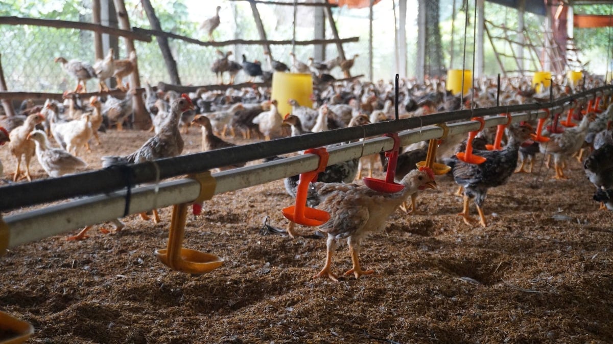 Ông Duy đã mạnh dạn áp dụng khoa học kỹ thuật vào chăn nuôi nâng cao hiệu quả kinh tế. Ảnh: Trần Trung. Ông Duy đã mạnh dạn áp dụng khoa học kỹ thuật vào chăn nuôi nâng cao hiệu quả kinh tế. Ảnh: Trần Trung.