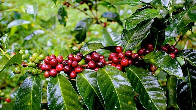 Latest coffee prices on August 25, 2025, domestically and globally