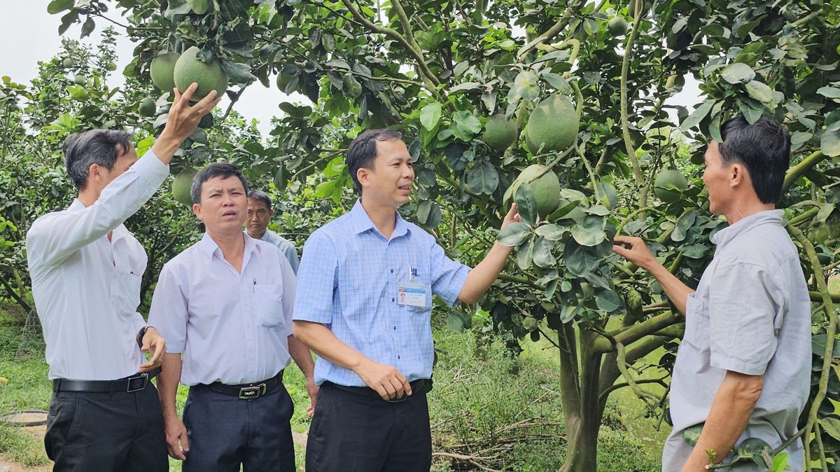Nhiều mô hình sản xuất nông nghiệp giúp người dân nông thôn ổn định cuộc sống. Ảnh: Thanh Bạch. Nhiều mô hình sản xuất nông nghiệp giúp người dân nông thôn ổn định cuộc sống. Ảnh: Thanh Bạch.