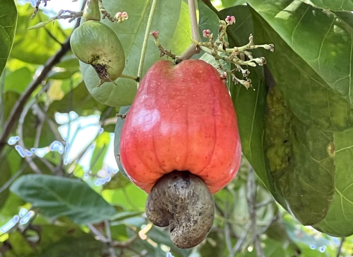 China will be the largest export market for cashew nuts this year. Photo: Thanh Son.