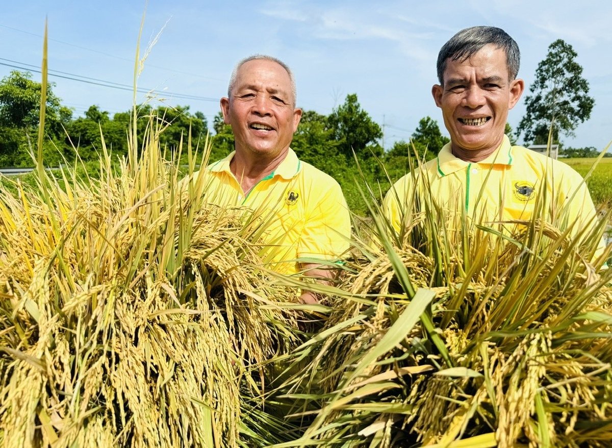 Nông dân phấn khởi nhờ canh tác lúa theo hướng giảm phát thải khí nhà kính. Ảnh: Ngọc Vân. Nông dân phấn khởi nhờ canh tác lúa theo hướng giảm phát thải khí nhà kính. Ảnh: Ngọc Vân.