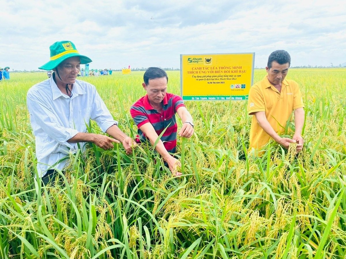 Từ những thành quả của chương trình Canh tác lúa thông minh, Phân bón Bình Điền tự hào được góp phần vào việc phối hợp và triển khai thực hiện Đề án 1 triệu ha lúa chất lượng cao, phát thải thấp. Ảnh: Ngọc Vân. Từ những thành quả của chương trình Canh tác lúa thông minh, Phân bón Bình Điền tự hào được góp phần vào việc phối hợp và triển khai thực hiện Đề án 1 triệu ha lúa chất lượng cao, phát thải thấp. Ảnh: Ngọc Vân.