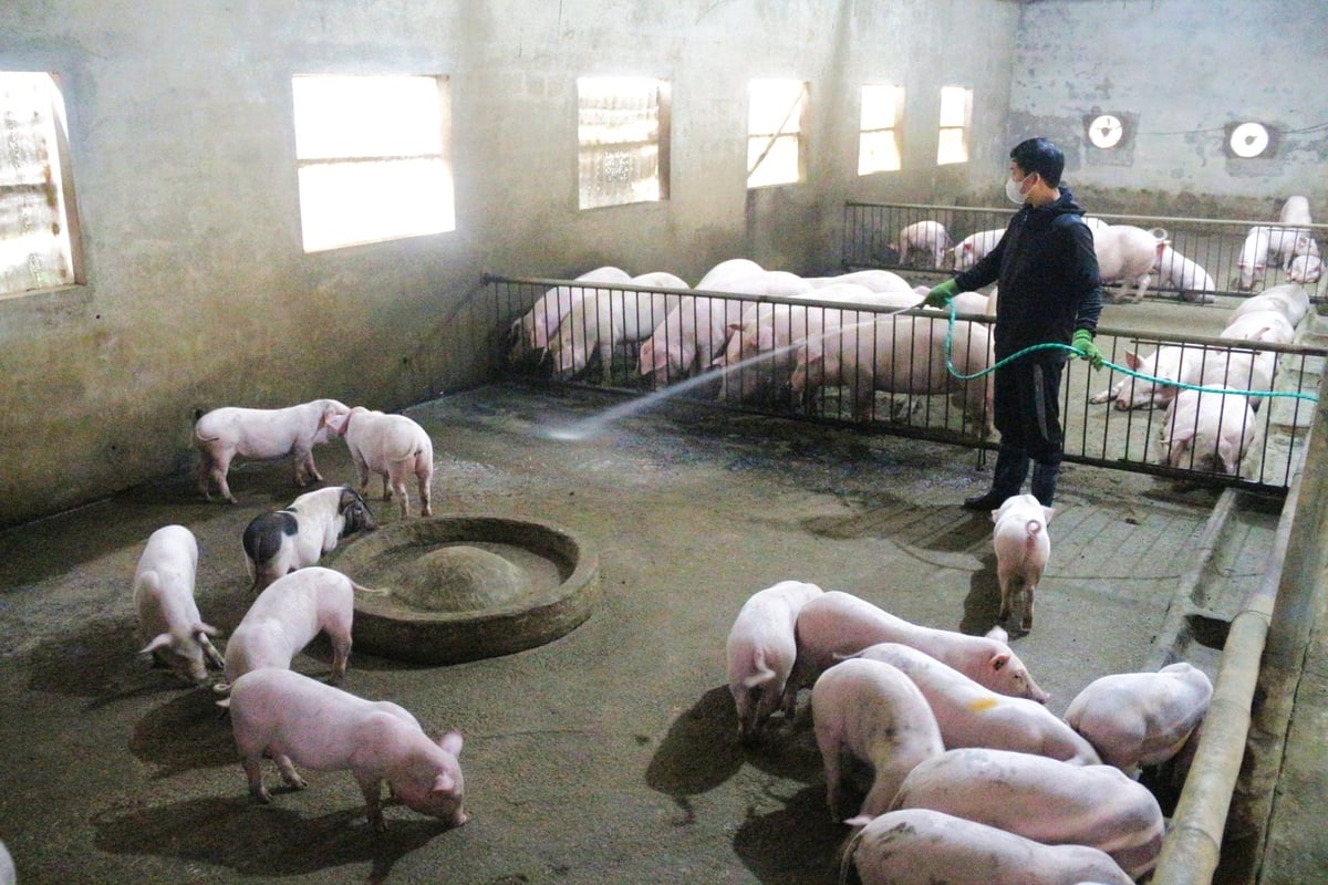 Chống dịch không chỉ là việc của chính quyền hay cơ quan thú y mà là trách nhiệm chung của mỗi hộ chăn nuôi. Ảnh: Phạm Hiếu. Chống dịch không chỉ là việc của chính quyền hay cơ quan thú y mà là trách nhiệm chung của mỗi hộ chăn nuôi. Ảnh: Phạm Hiếu.